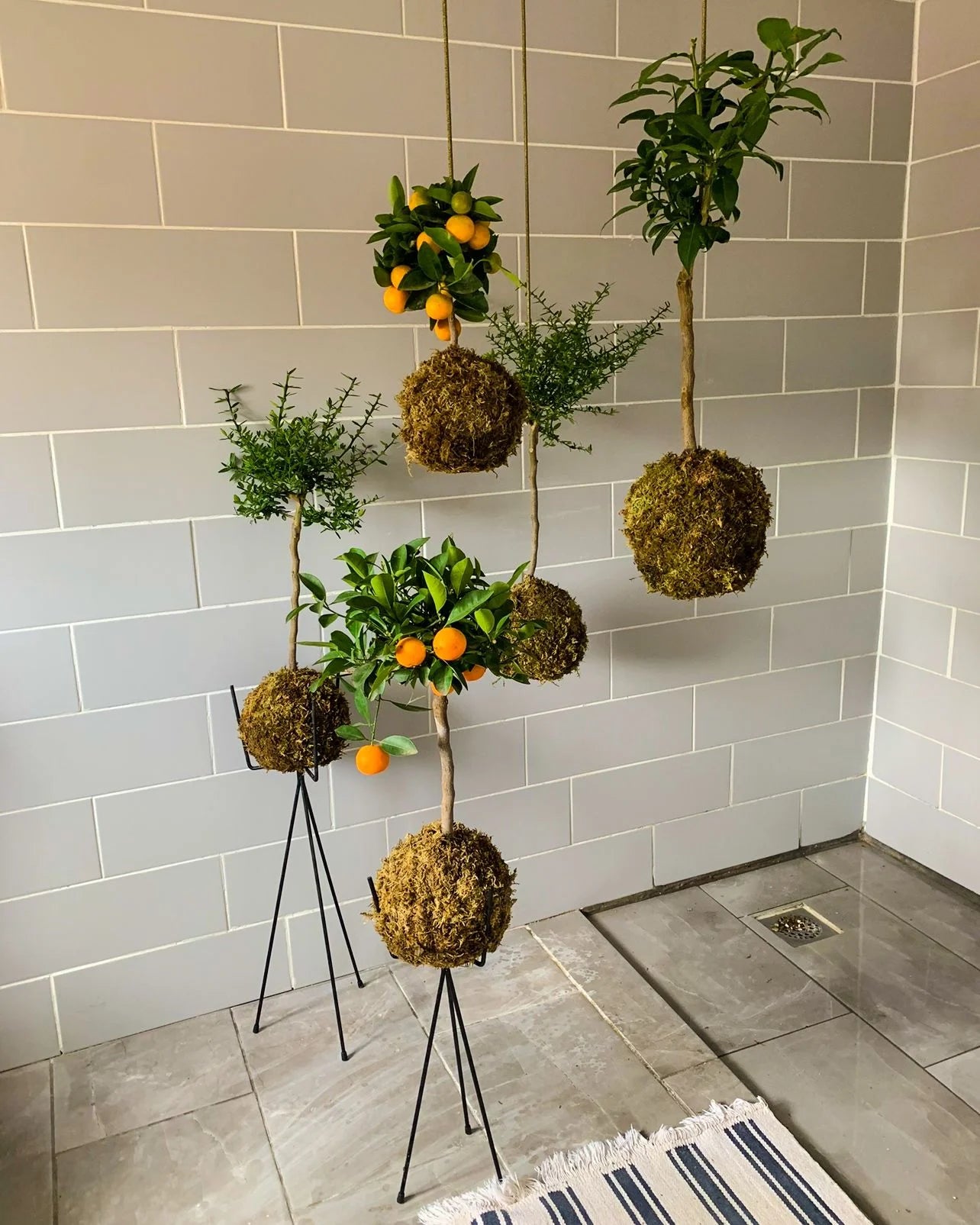 Kokedama Workshop: The Art of Moss Ball Gardening For Two