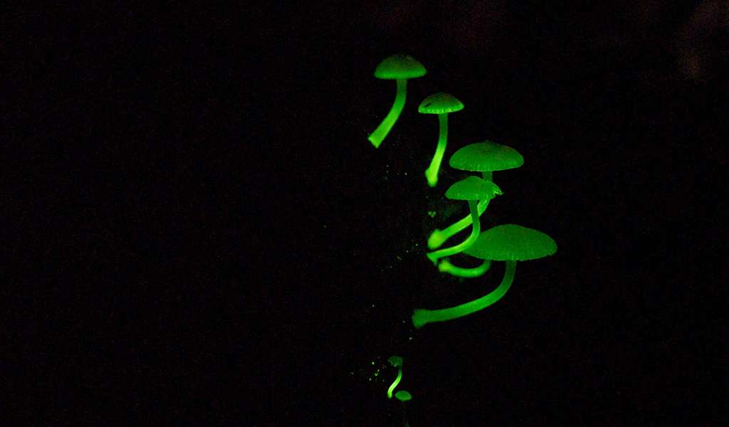 Bioluminescent Forest Trail: After-Dark Nature Walk For Two