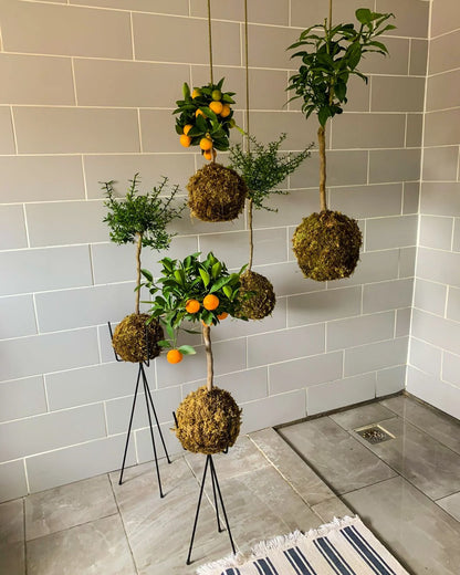 Kokedama Workshop: The Art of Moss Ball Gardening For Two