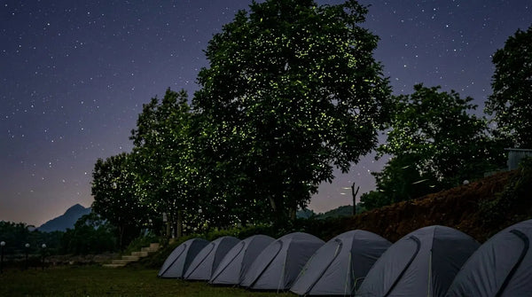 Fireflies Walk – A Monsoon Night of Light & Wonder For One
