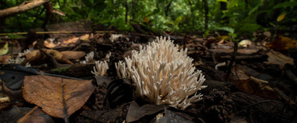 Bioluminescent Forest Trail: After-Dark Nature Walk For Two