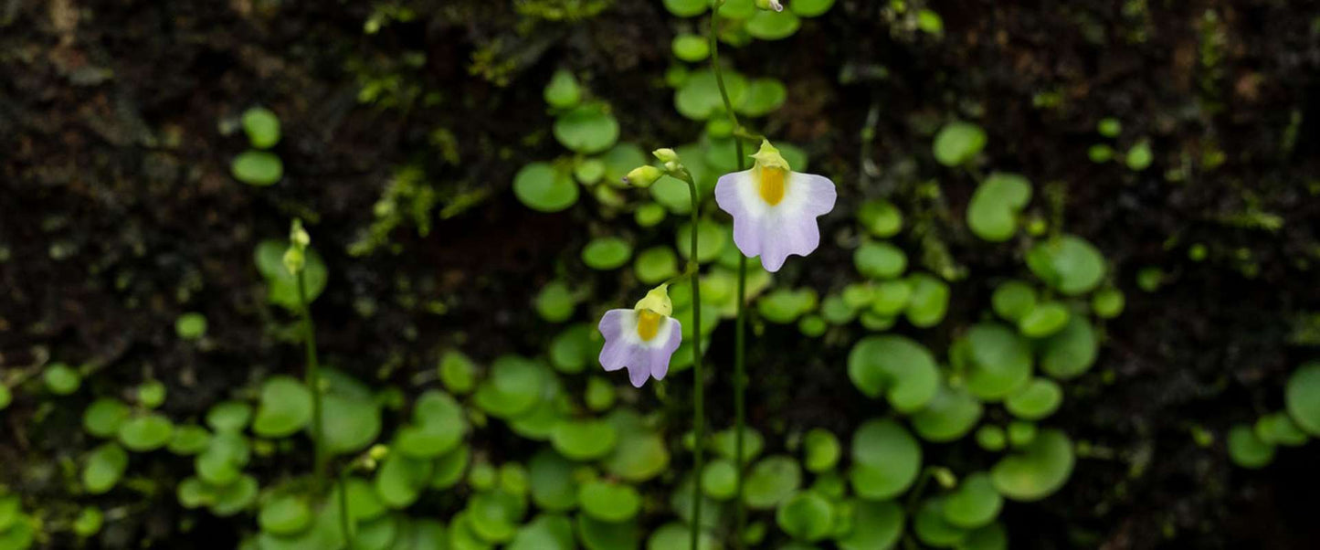 Bioluminescent Forest Trail: After-Dark Nature Walk For Two