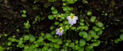 Bioluminescent Forest Trail: After-Dark Nature Walk For Two