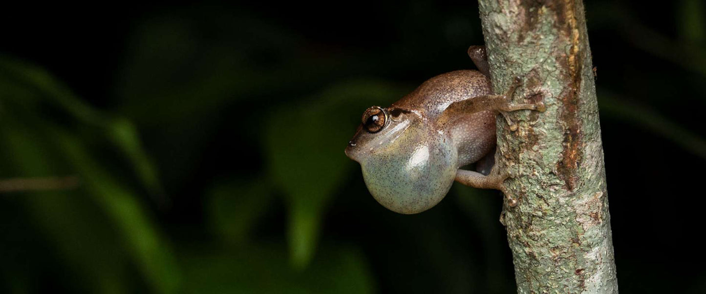 Bioluminescent Forest Trail: After-Dark Nature Walk For Two