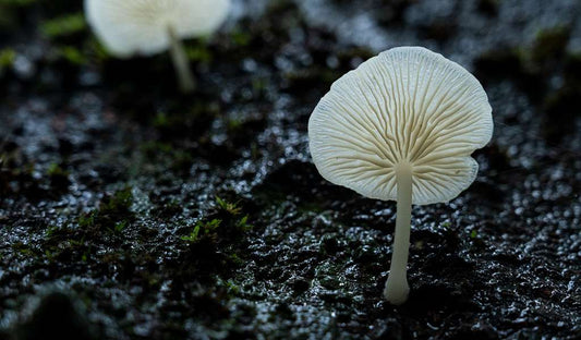 Bioluminescent Forest Trail: After-Dark Nature Walk For Two