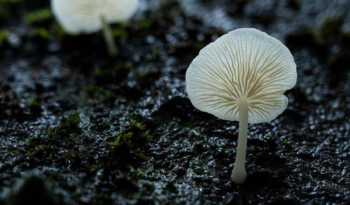 Bioluminescent Forest Trail: After-Dark Nature Walk For One
