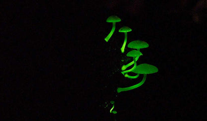 Bioluminescent Forest Trail: After-Dark Nature Walk For Two