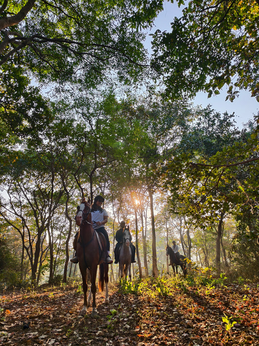 Saddle & Safari : A Jungle Horseback Adventure for One