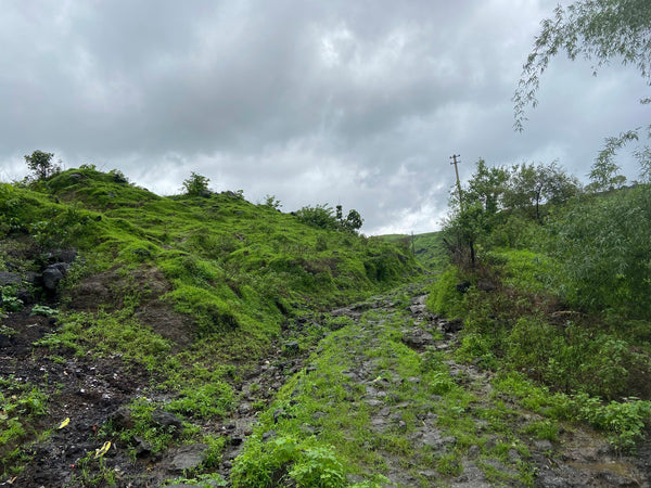 Windy Plateau Trek – Open Views, Hidden Falls & Chai Breaks For 2