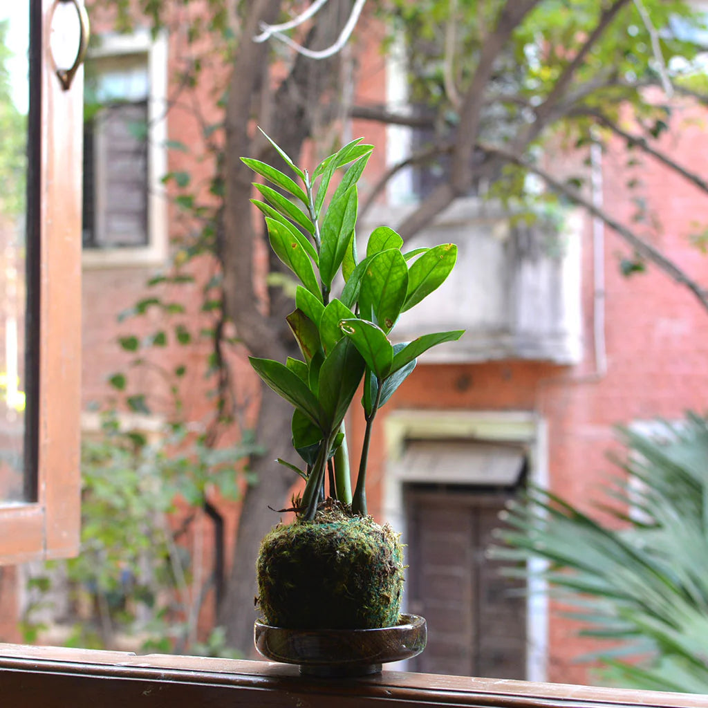 Kokedama Workshop: The Art of Moss Ball Gardening For Two