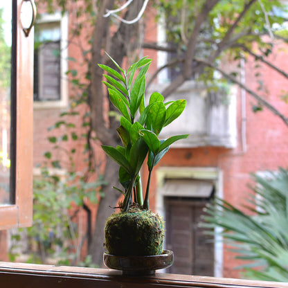 Kokedama Workshop: The Art of Moss Ball Gardening For Two