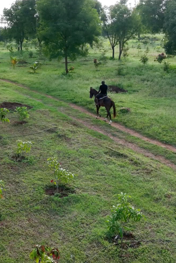 Summit Horseback Safari: Signature Trail Experience (1.5 - 2.5 Hours)