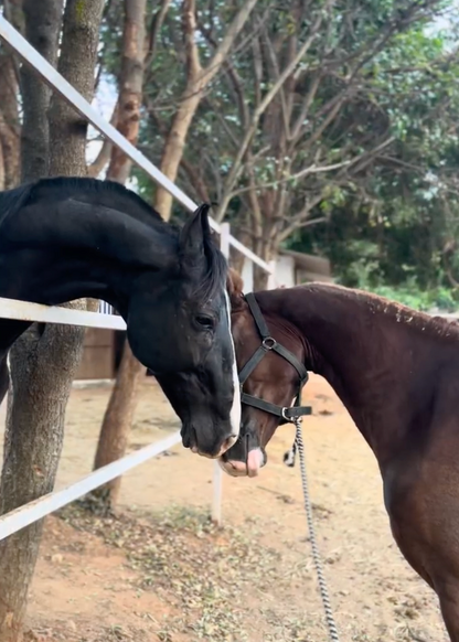 Private Sunset Horseback Date: A Golden Hour Experience for Two