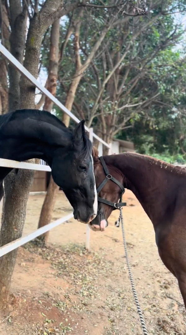 Private Sunset Horseback Date: A Golden Hour Experience for Two