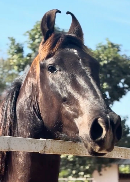 Wildwood Jungle Horseback Safari For One (1.5 - 2 Hours)
