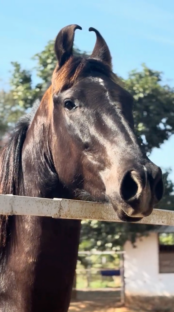 Wildwood Jungle Horseback Safari (1.5 - 2 Hours)