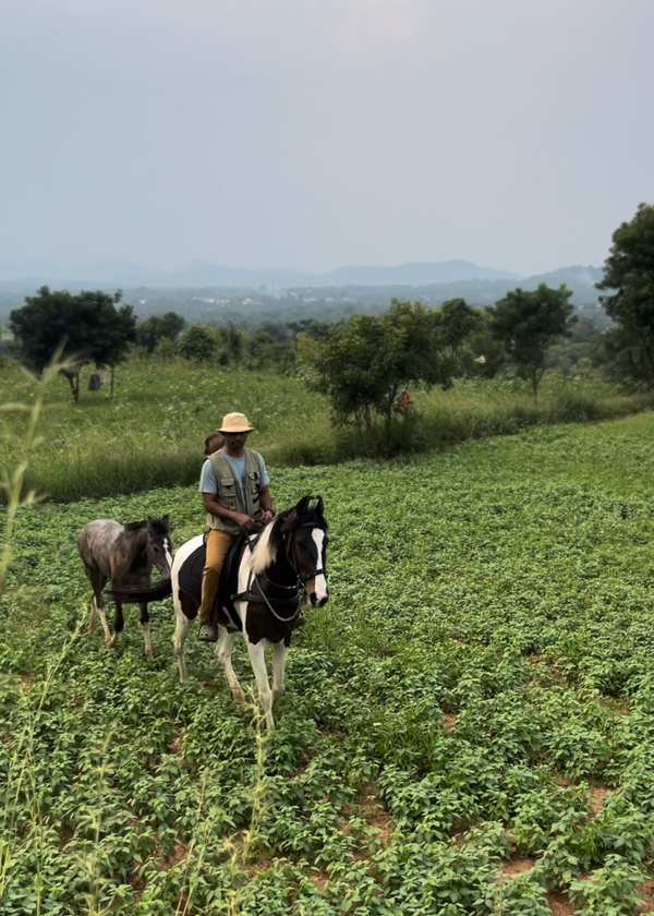 The Countryside Horseback Safari For One (1 Hour - 1.5 Hours)