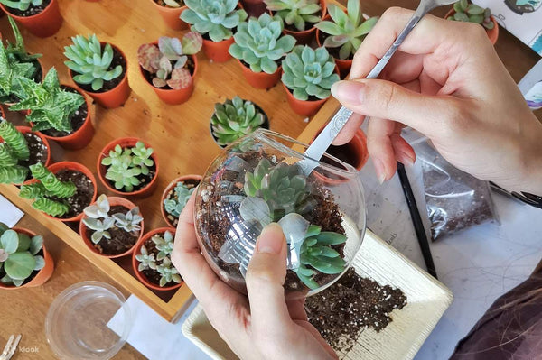 Build Your Own Terrarium For One