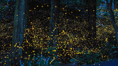 Fireflies Walk – A Monsoon Night of Light & Wonder For One