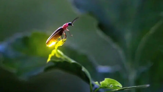 Fireflies Walk – A Monsoon Night of Light & Wonder For Two